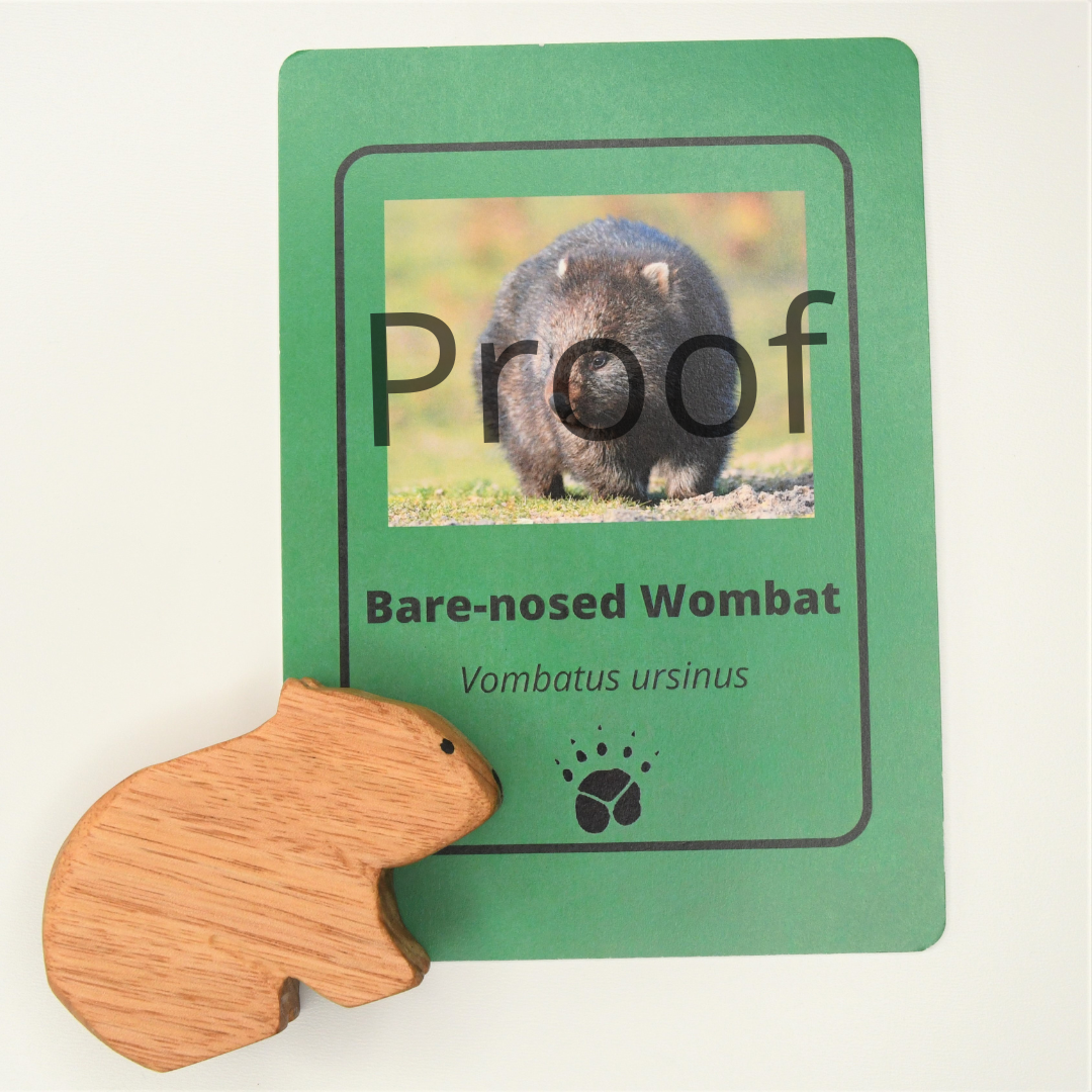 Wooden wombat toy handcrafted in Australia from Tasmanian oak standing next to accompanying fact card showing animal photograph and footprint.