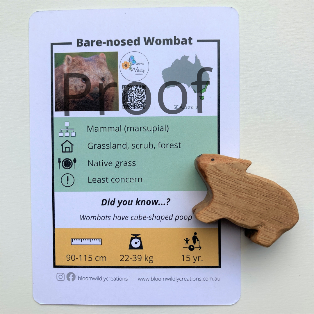 Wooden wombat toy handcrafted in Australia from Tasmanian oak standing next to accompanying fact card showing animal photograph and footprint.