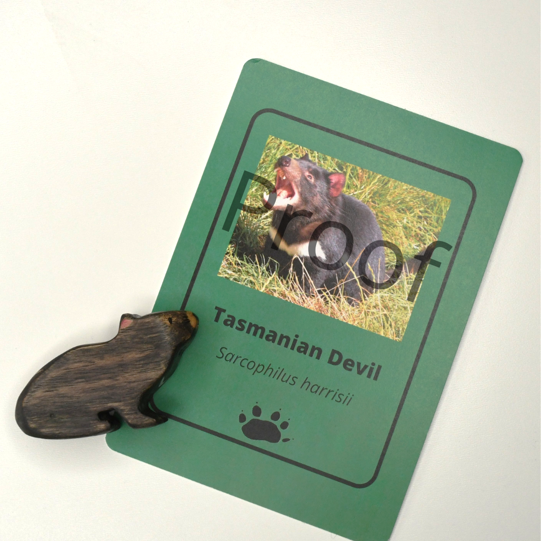 Wooden Tasmanian devil toy handcrafted in Australia from Tasmanian oak standing next to accompanying fact card showing animal photograph and footprint.