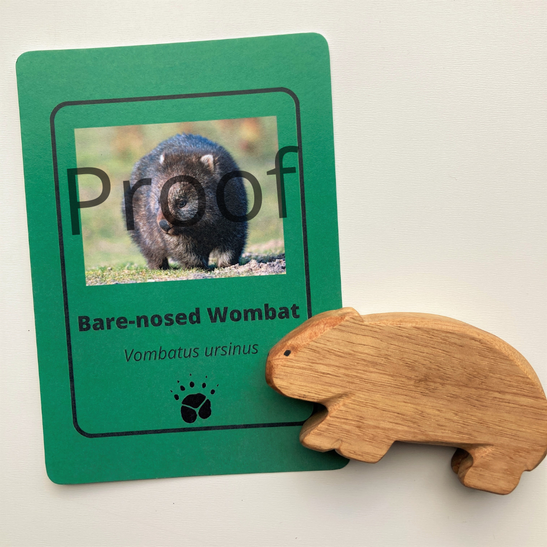 Wooden wombat toy handcrafted in Australia from Tasmanian oak standing next to accompanying fact card showing animal photograph and footprint.